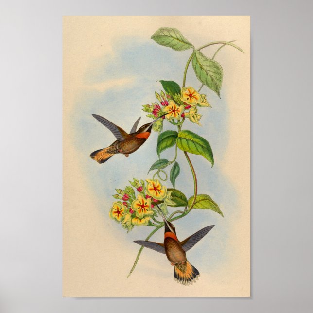 Vintage 1861 Fawn-tailed Hummingbird Print (Front)