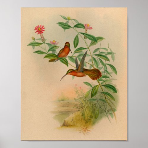 Vintage 1861 Hermit Hummingbird Print