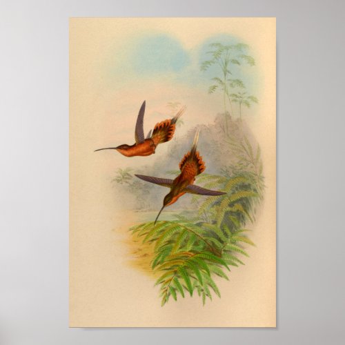 Vintage 1861 Hermit Hummingbird Print