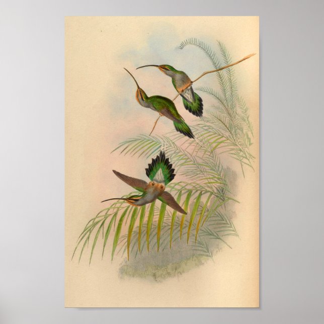 Vintage 1861 Hermit Hummingbird Print (Front)