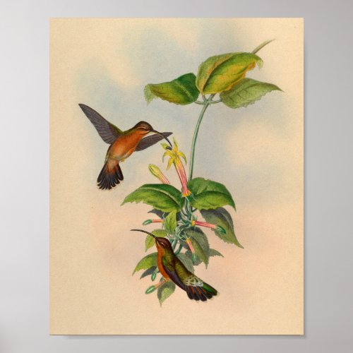 Vintage 1861 Hermit Hummingbird Print