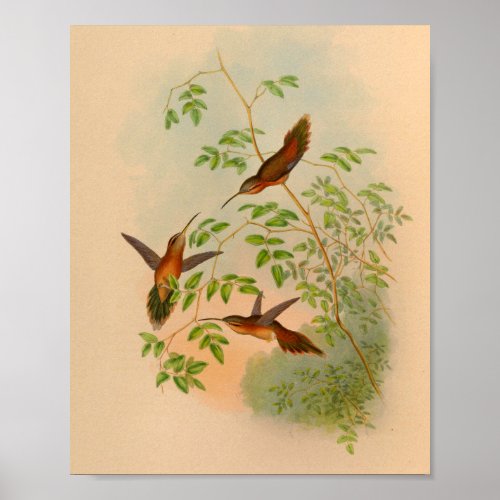 Vintage 1861 Hermit Hummingbird Print