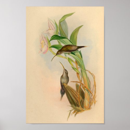 Vintage 1861 Hermit Hummingbird Print