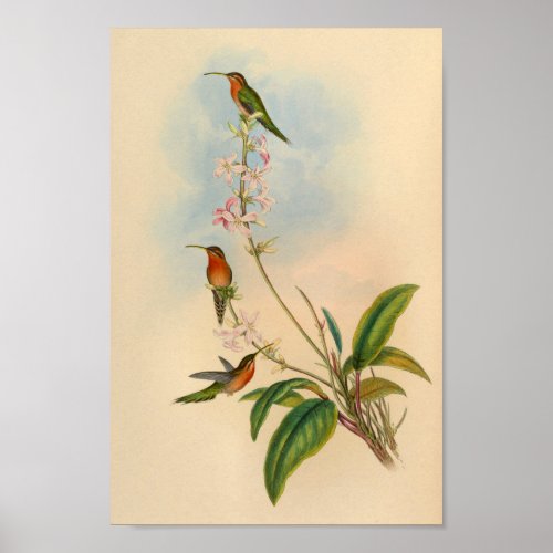 Vintage 1861 Hermit Hummingbird Print