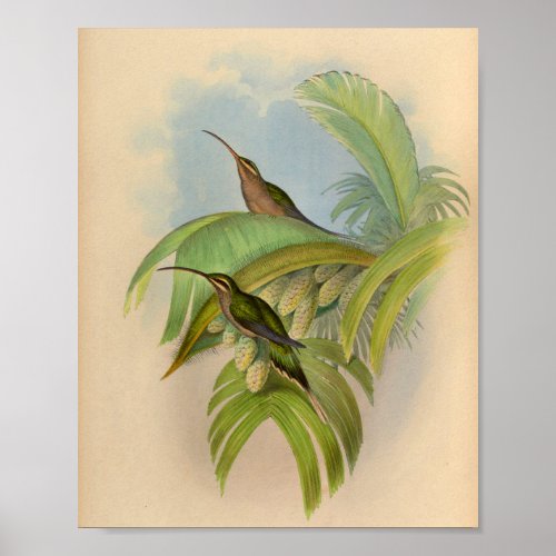 Vintage 1861 Hermit Hummingbird Print