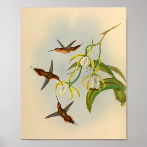 Vintage 1861 Hermit Hummingbird Print