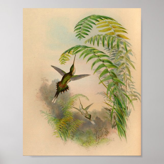 Vintage 1861 Hermit Hummingbird Print (Front)