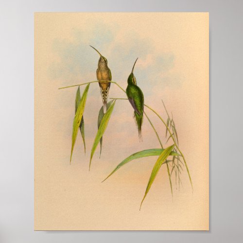 Vintage 1861 Hermit Hummingbird Print