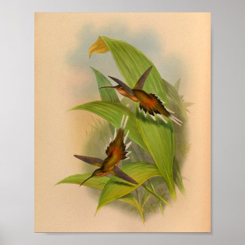 Vintage 1861 Hermit Hummingbird Print