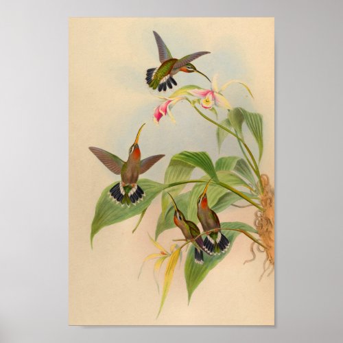 Vintage 1861 Hermit Hummingbird Print