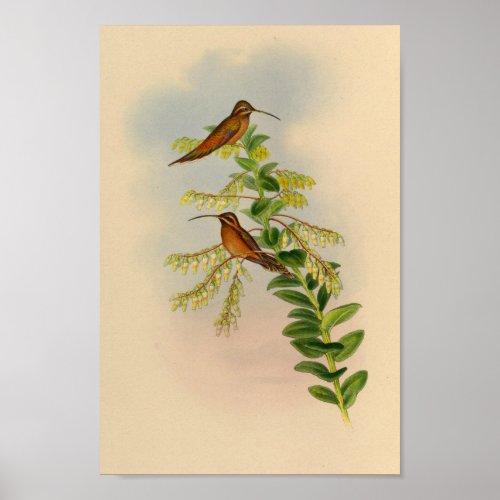 Vintage 1861 Hermit Hummingbird Print