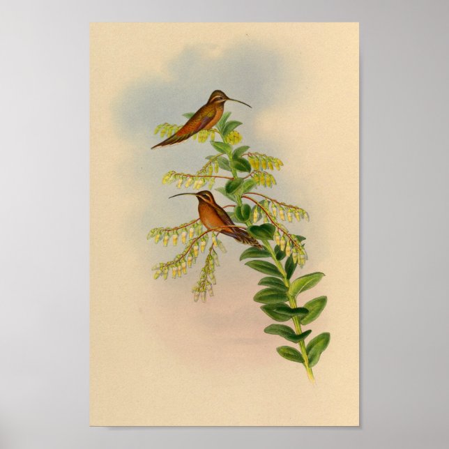 Vintage 1861 Hermit Hummingbird Print (Front)