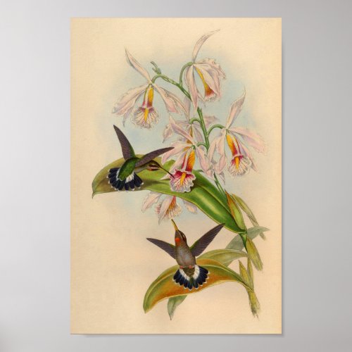 Vintage 1861 Hermit Hummingbird Print