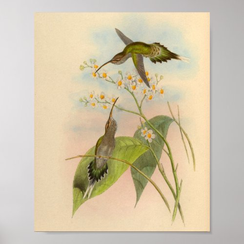 Vintage 1861 Hermit Hummingbird Print