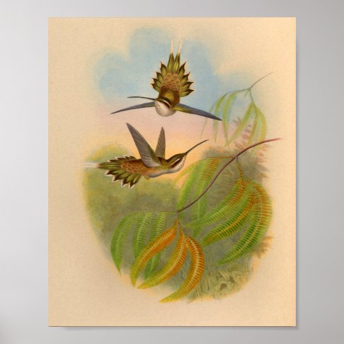 Vintage 1861 Hermit Hummingbird Print