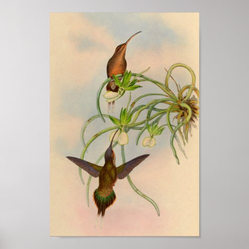 Vintage 1861 Hermit Hummingbird Print