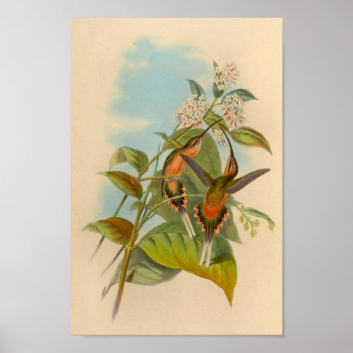 Vintage 1861 Hermit Hummingbird Print