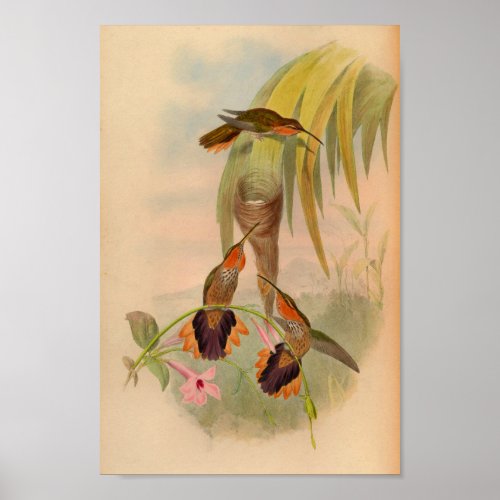 Vintage 1861 Hummingbird Print Saw Billed
