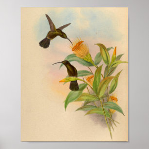 Vintage 1861 Sooty-capped Hummingbird Print