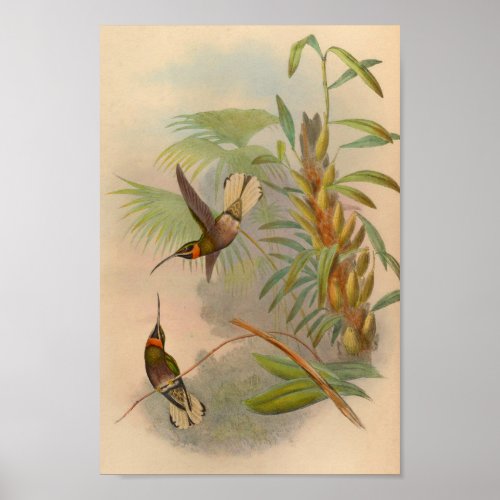 Vintage 1861 White_tailed Hummingbird Print