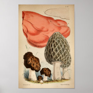 Vintage 1863 Brown Red Mushrooms Art Print