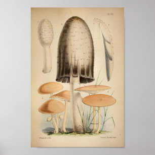 Vintage 1863 Brown White Cap Mushrooms Art Print