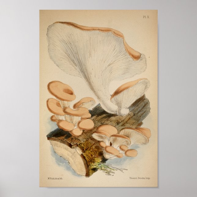 Vintage 1863 Brown White Log Mushrooms Art Print (Front)