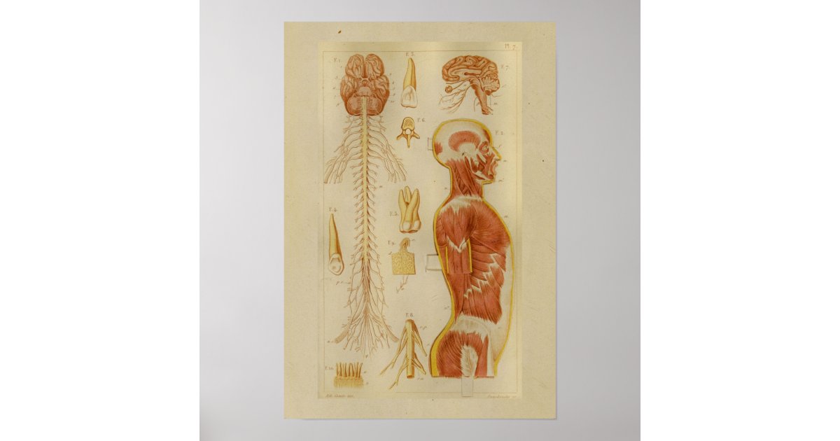 Vintage 1873 Muscles and Nerves Anatomy Print | Zazzle