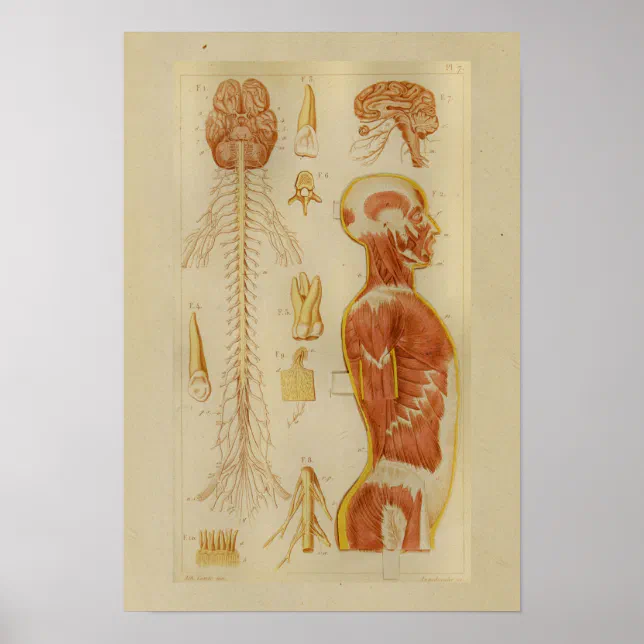 Vintage 1873 Muscles and Nerves Anatomy Print | Zazzle