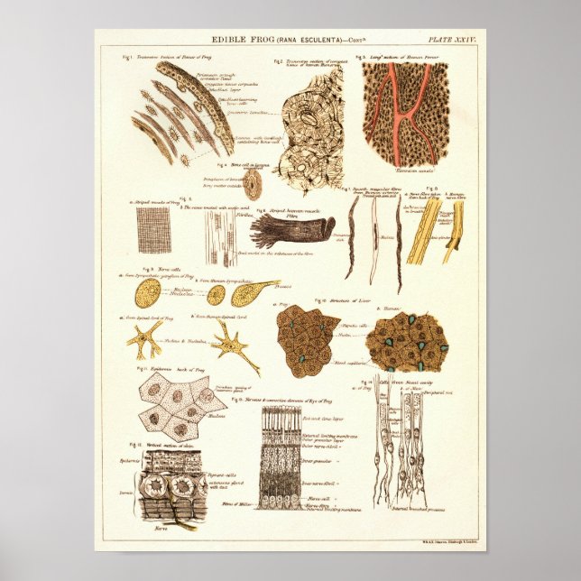 Vintage 1881 Frog Biology Anatomy Print (Front)