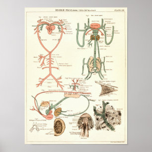 Vintage 1881 Frog Biology Anatomy Print
