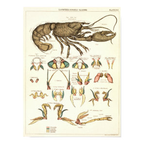 Vintage 1881 Lobster Biology Anatomy Print