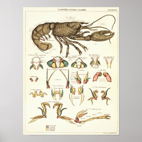 Vintage 1881 Lobster Biology Anatomy Print