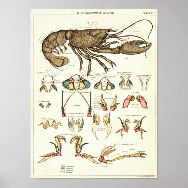 Vintage 1881 Lobster Biology Anatomy Print (Front)