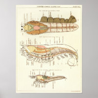 Vintage 1881 Lobster Biology Anatomy Print
