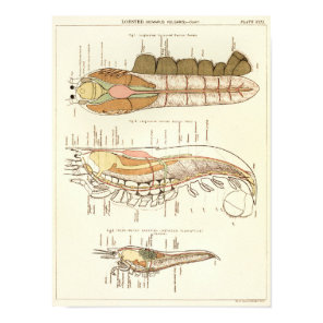 Vintage 1881 Lobster Biology Anatomy Print