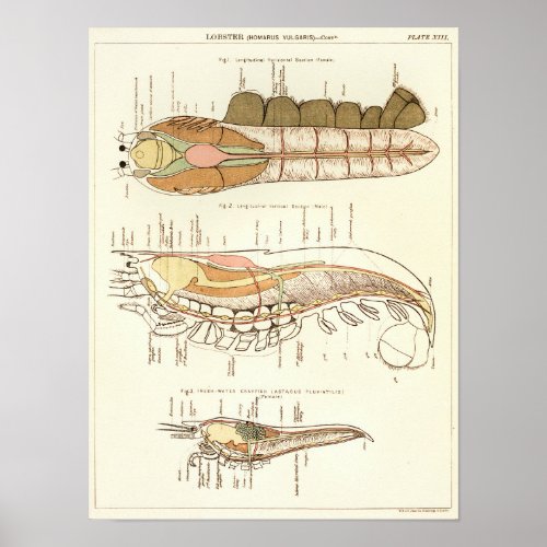 Vintage 1881 Lobster Biology Anatomy Print