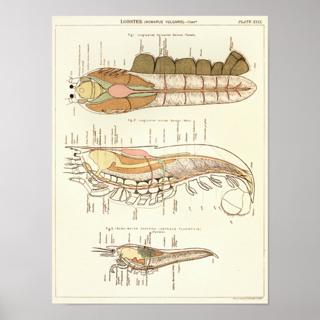 Vintage 1881 Lobster Biology Anatomy Print (Front)