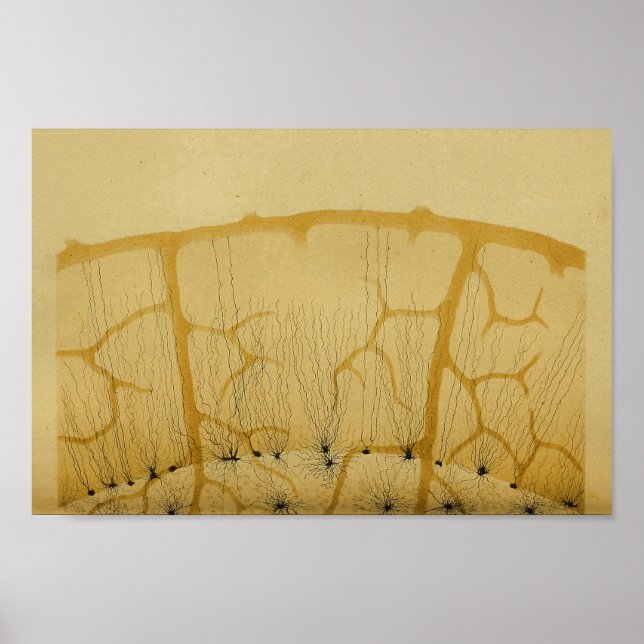 Vintage 1886 Central Nervous System Nerves Poster (Front)