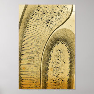 Vintage 1886 Central Nervous System Nerves Poster