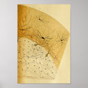 Vintage 1886 Central Nervous System Nerves Poster