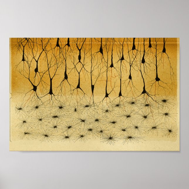 Vintage 1886 Central Nervous System Nerves Poster (Front)