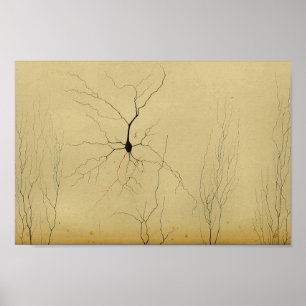 Vintage 1886 Central Nervous System Nerves Poster