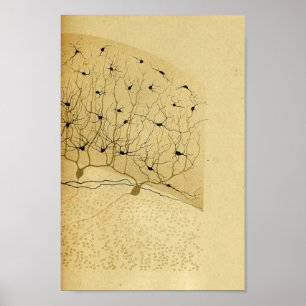 Vintage 1886 Central Nervous System Nerves Poster