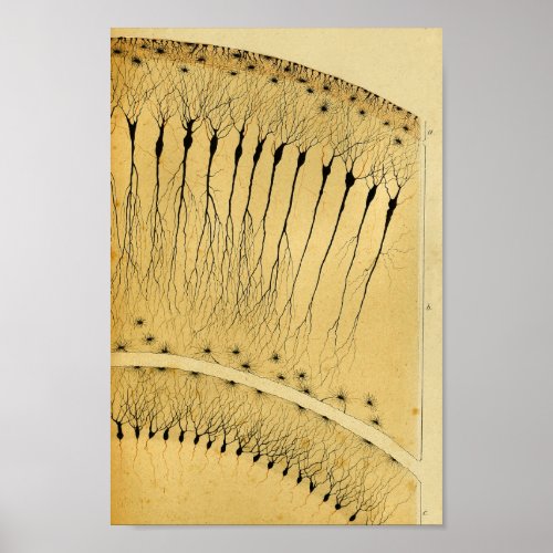 Vintage 1886 Central Nervous System Nerves Poster