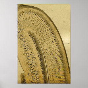 Vintage 1886 Central Nervous System Nerves Poster