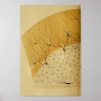 Vintage 1886 Central Nervous System Nerves Poster by AcupunctureProducts at Zazzle