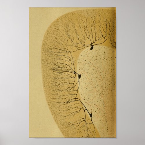 Vintage 1886 Central Nervous System Nerves Poster