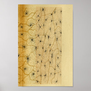 Vintage 1886 Central Nervous System Nerves Poster