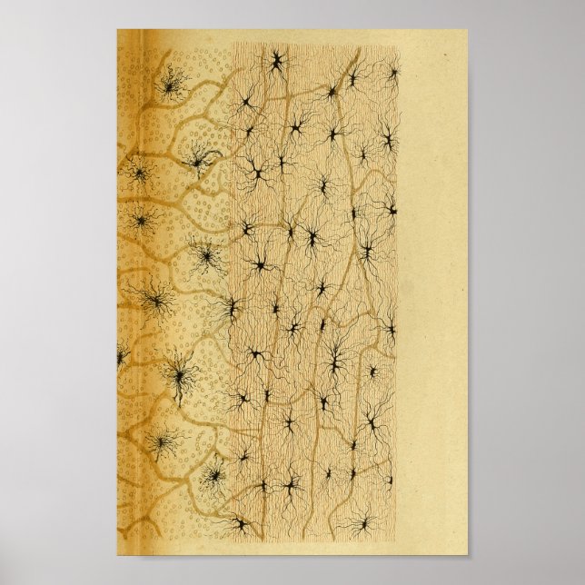 Vintage 1886 Central Nervous System Nerves Poster (Front)